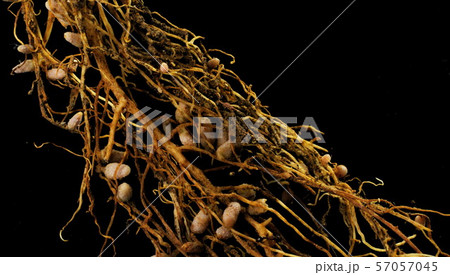 シロツメクサの根粒 シロツメクサの根粒 57057045