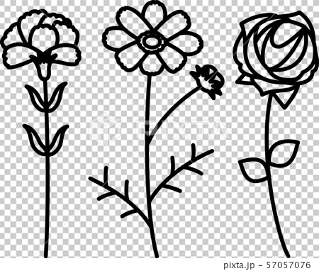手繪康乃馨和宇宙和玫瑰-插圖素材[57057076] - PIXTA圖庫