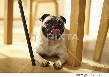 ドッグカフェの犬　パグ 57057206