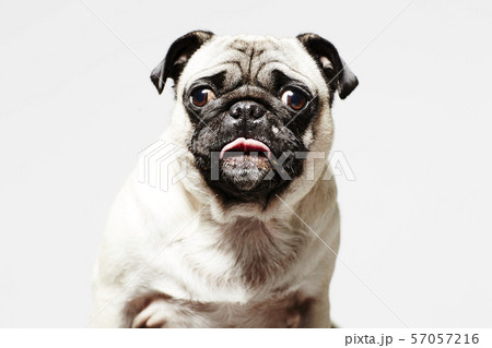 アチャーな顔の犬 パグの写真素材 アチャーな顔の犬 パグの写真素材