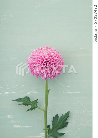 紫色のピンポン菊 57057432