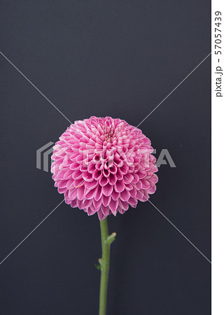 紫色のピンポン菊 紫色のピンポン菊 57057439