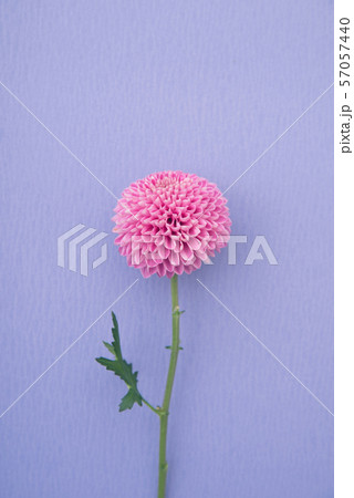 紫色のピンポン菊 57057440