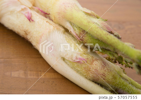 山うど 山うど 57057555