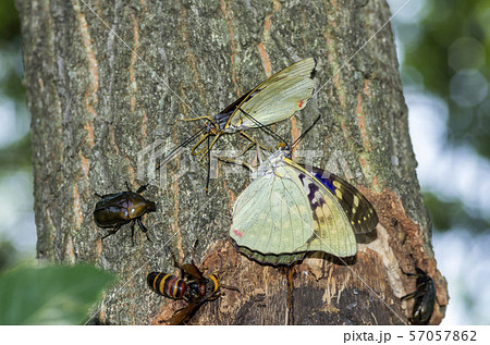 オオムラサキ 57057862