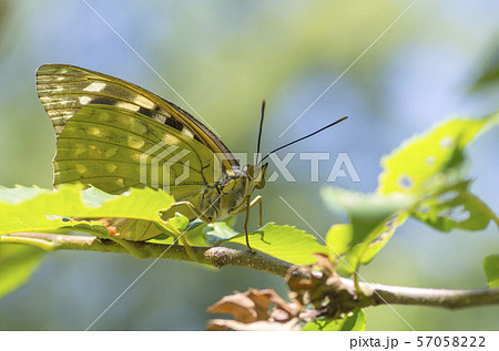 オオムラサキ オオムラサキ 57058222