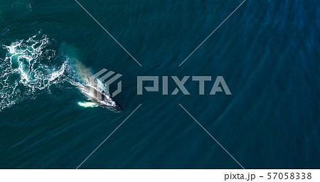 Aerial view of huge humpback whale, Iceland Aerial view of huge humpback whale, Iceland 57058338