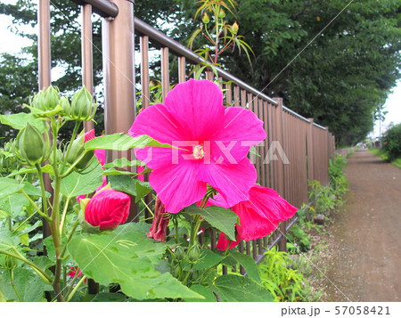 遊歩道に咲くアメリカフヨウ 57058421