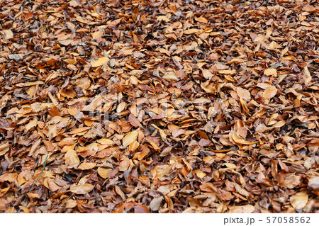 Natural autumnal background with fallen dried 57058562