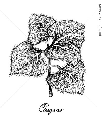 Hand Drawn of Fresh Oregano Plant on White 57058609