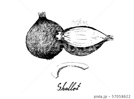 Hand Drawn of Shallots or Red Onions 57058622