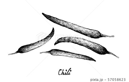Hand Drawn of Green Chili Peppers on White 57058623
