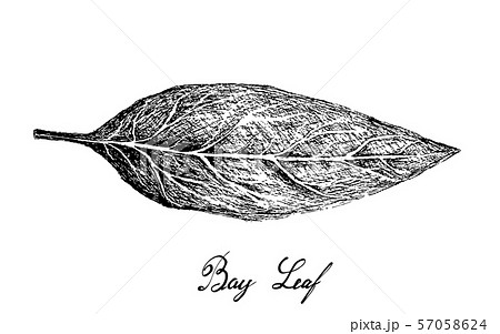 Hand Drawn of Fresh Bay Laurel Plant 57058624