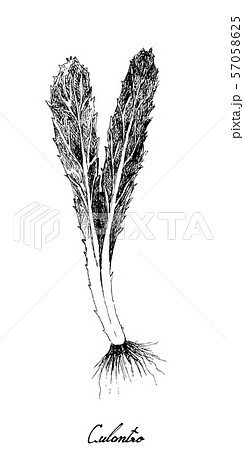 Hand Drawn of Fresh Culantro Plant on White Hand Drawn of Fresh Culantro Plant on White 57058625