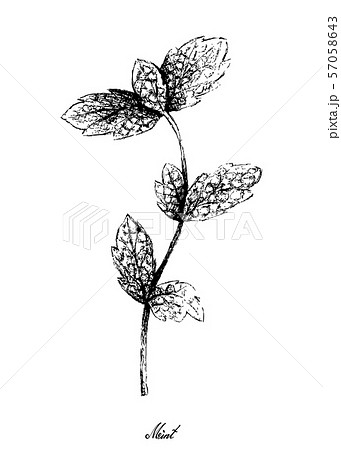 Hand Drawn of Fresh Peppermint Leaves on White Hand Drawn of Fresh Peppermint Leaves on White 57058643