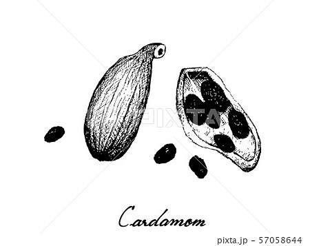 Whole and Half of Fresh Cardamom Pods Whole and Half of Fresh Cardamom Pods 57058644