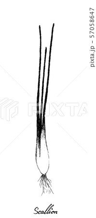 Hand Drawn of Scallion or Spring Onion 57058647