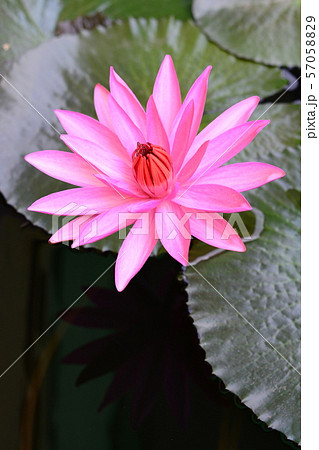 lotus flower on the water lotus flower on the water 57058829