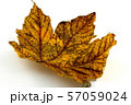 colorful autumn foliage isolated on a white 57059024