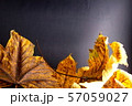 pile of colorful autumn foliage on a dark 57059027
