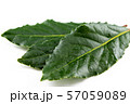 fresh bay leaves isolated on white copy space 57059089
