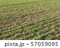 agricultural field with rows of furrows 57059095