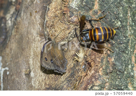 ジャノメチョウ 57059440