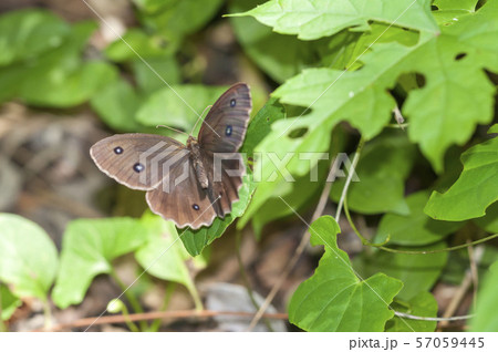 ジャノメチョウ 57059445