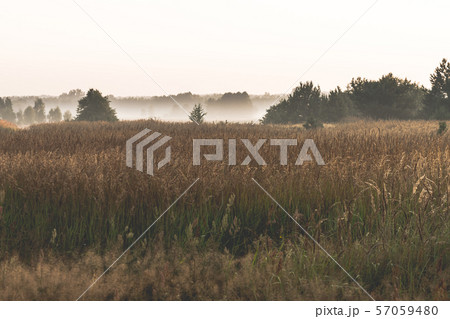sunrise over a misty meadow in summer morning sunrise over a misty meadow in summer morning 57059480