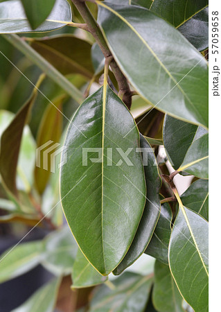 Southern magnolia Southern magnolia 57059658