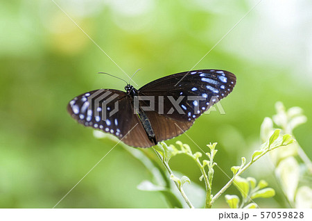 ツマムラサキマダラ 57059828