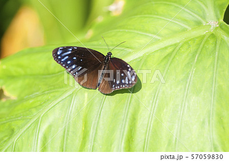 ツマムラサキマダラ 57059830
