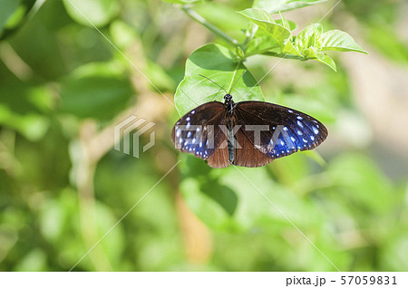 ツマムラサキマダラ 57059831