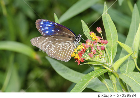 ツマムラサキマダラ 57059834