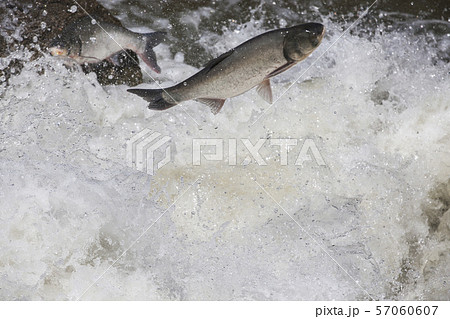 fish jump fresh water background  57060607