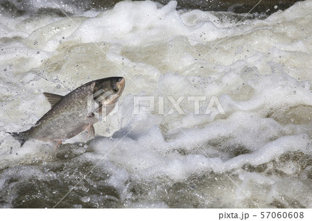 fish jump fresh water background  57060608
