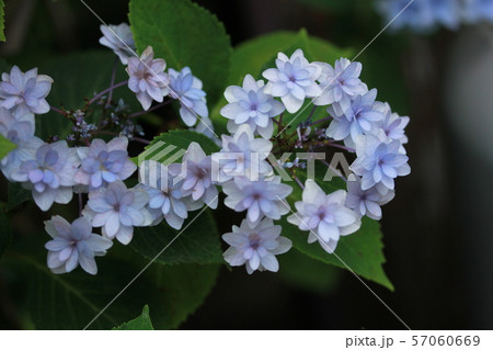 紫陽花スミダノハナビ 57060669