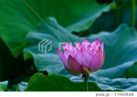蓮の花 57060688