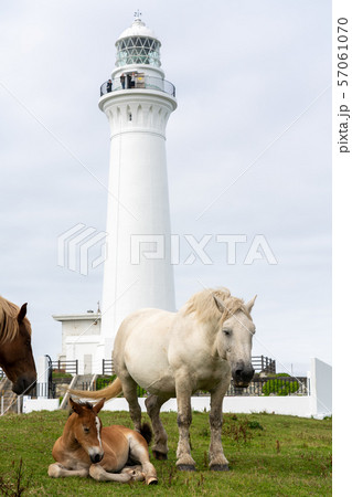 尻屋崎灯台と寒立馬 尻屋崎灯台と寒立馬 57061070