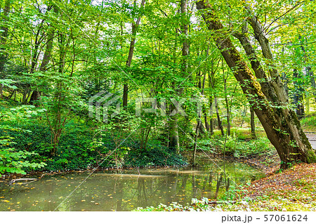 Lush green swamp and tropical forest scene. The 57061624