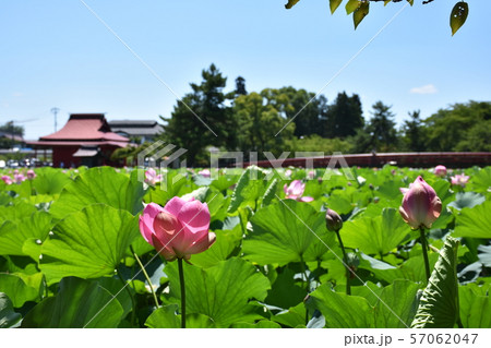猿賀神社の蓮(青森県平川市) 猿賀神社の蓮(青森県平川市) 57062047