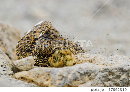 砂浴びするライチョウ雌と雛 57062319