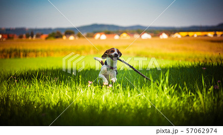 Dog having fun running towards camera with stick Dog having fun running towards camera with stick 57062974