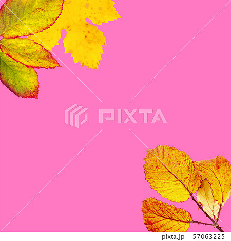 Autumn design template with autumn leaves on a pink background 57063225