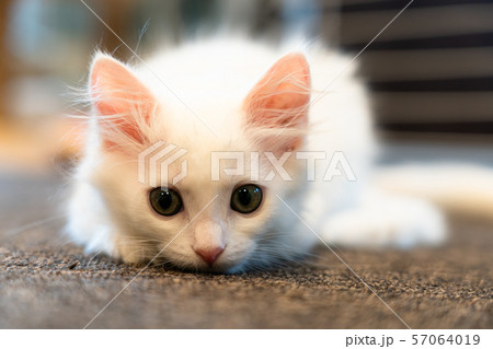 写真素材 仔猫 写真素材 仔猫 57064019