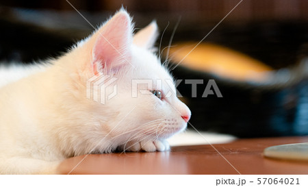 写真素材　仔猫 57064021