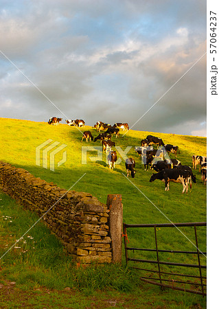 The typical landscape in Yorkshire Dales National 57064237