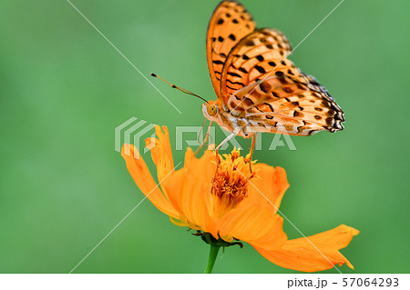 ツマグロヒョウモン 57064293