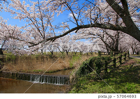 笹原川千本桜（福島県・郡山市） 57064693
