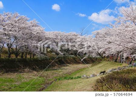 笹原川千本桜 福島県 郡山市 の写真素材